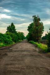 Obraz premium road in the forest