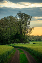 Field of wheat around with forest . Green field . Sunset over the forest and field . Beautiful nature . Sunner landscape . Road on tge field , landscape with wheat . Golden sky and green leafs 