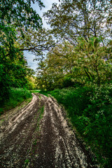 Forest in the summer . Green trees . Road in forest. Woods . Sunset in forest . Mystery nature . Trees and tall grass. 