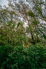Forest in the summer . Green trees . Road in forest. Woods . Sunset in forest . Mystery nature . Trees and tall grass. 