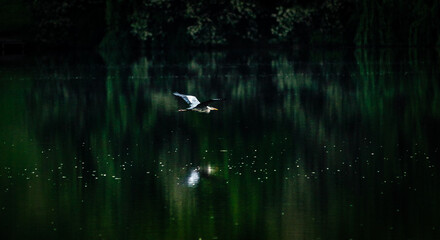 stork on the water