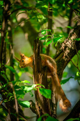 squirrel on tree