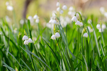 Fototapeta premium snowdrops in the grass
