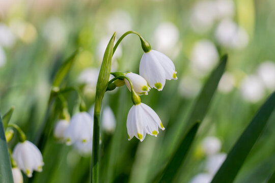 snowdrops in spring