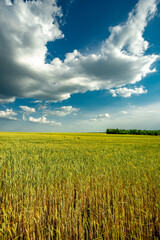 Weat field and forest . Clouds over the field . Beautiful nature in countryside . Blue sky . 