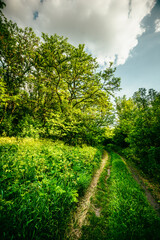 Road in forest and field . Summer landscape . Sky over the forest and field with grass. Forest nature . Wild in the woods . 