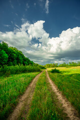 Road in forest and field . Summer landscape . Sky over the forest and field with grass. Forest nature . Wild in the woods . 