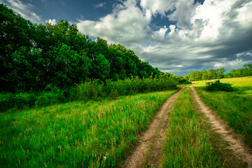 Road in forest and field . Summer landscape . Sky over the forest and field with grass. Forest nature . Wild in the woods . 