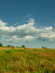 landscape with sky and clouds . Deer on the background 