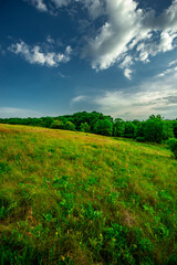 Road in forest and field . Summer landscape . Sky over the forest and field with grass. Forest nature . Wild in the woods . 