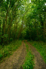 Fototapeta premium road in the forest