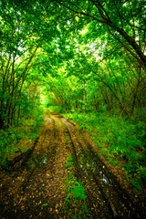 Road in the forest . Summer forest . Road to the mystery, woods and grass . Nature 