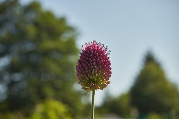 Czosnek główkowaty, Allium sphaerocephalon L. © Marcin Łazarczyk