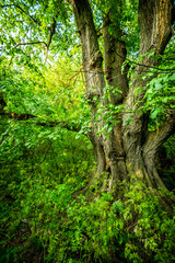 Beautiful tree in forest , green woods , jungle landscape. Big tree in forest . 