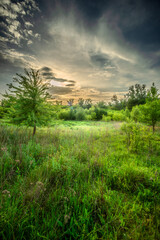 Field and forest , green trees and leafs . Clouds and sky . Nature at sunner time . Beautiful clouds 