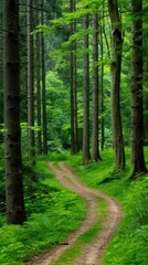 Obraz premium A winding dirt path leads through a dense green forest, sunlight filtering through the canopy