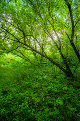 Green forest at summer evening time. Trees in woods. Mystery trees . Fallen trees . Green leafs . Grass in summer  