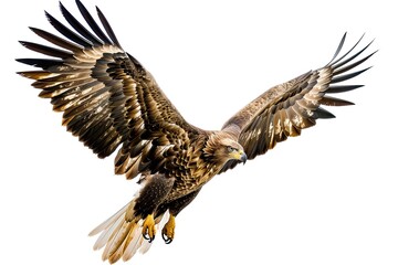 Fototapeta premium Photo of a brown eagle, natural light. white background