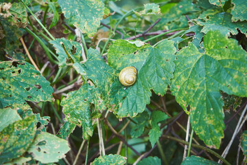  ślimak ,muszla ,ślimak winniczek, helix pomatia