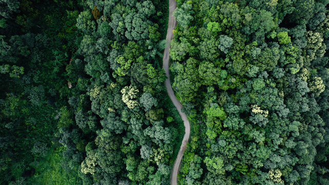 Raod green,Aerial top view beautiful curve road on green forest in the rain season