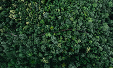 Summer in forest aerial top view,aerial view background forest of trees