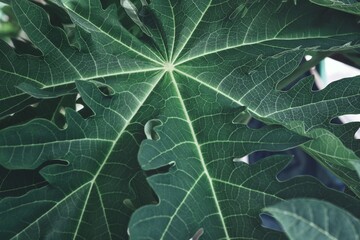 Beautiful of green tropical leaves