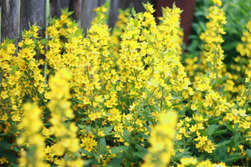 yellow flowers in spring