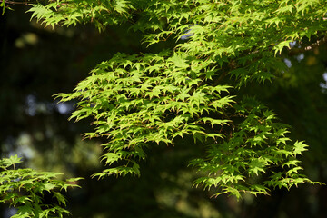 アオモミジと呼ばれるカエデの鮮やかな緑色の葉