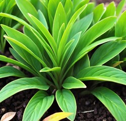 Obraz premium close up of a plant, isolated, flower, garden, tree, agave, white, foliage, close-up, flora, botany, green, cactus, tropical
