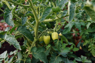 green tomatoes in the garden