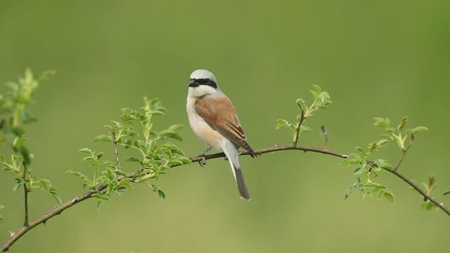 Male Red-backed shrike in a thorny bush in his territory at first light on a spring day
