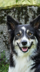 border collie dog