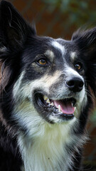 border collie dog