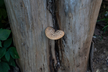 Wonderful mushroom growing on tree trunk in the park