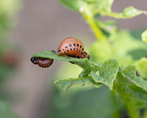 Colorado potato beetle on a green potato leaf.