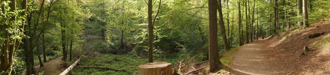 Drachenschlucht im thüringer Wald - Wanderweg im Sommer bei Eisenach