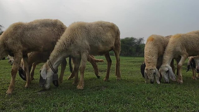 Sheep eating grass in a field, a few with bells around their necks.