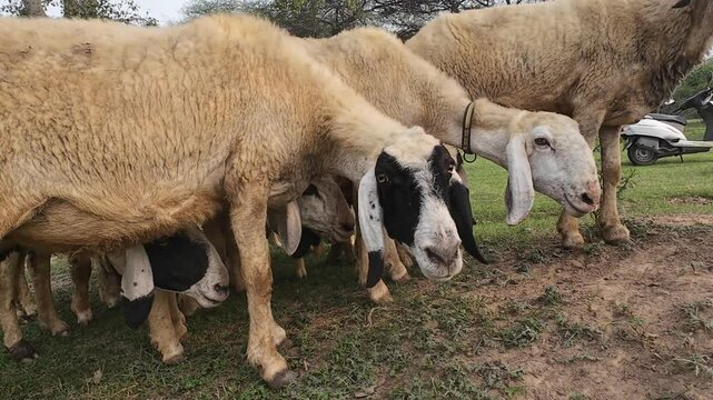 Sheep eating grass in a field, a few with bells around their necks.