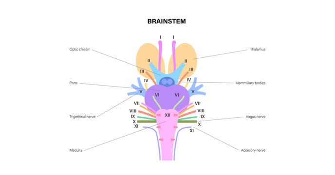 Cranial nerves anatomy