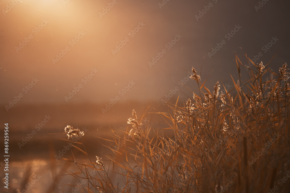 Poster Reeds on the shore of the lake at sunset. Beautiful autumn landscape.