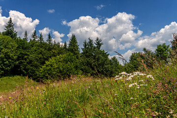 Meadow in the mountains, wildflowers, blue sky and clouds