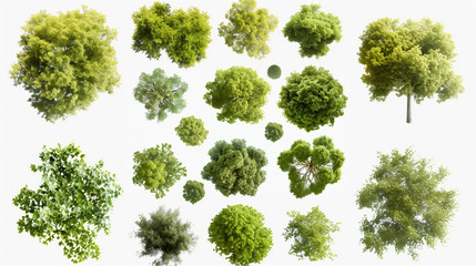 Fototapeta premium set of Mugworts, Salix purpurea, Myrtle trees rendered from the top view, isolated on transparent background