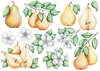 Watercolor illustration. Pear set. Hand painted yellow pears, raw, ripe, with green leaves. Whole, cut in half pears. Pear flowers, tree, plant. Sweet fruit. Food. Isolated nature clip art