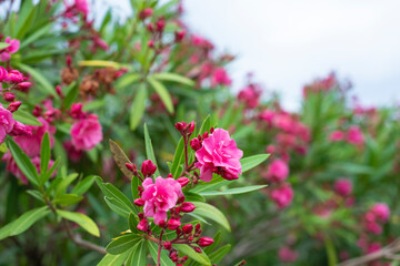 Oleander (zlolepina, lat. Nerium), a monotypic genus of evergreen shrubs from the evergreen family (Apocynaceae)