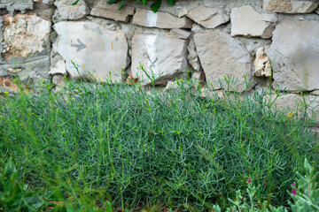 Crithmum maritimum L, Hinojo marino, rock samphire or sea fennel