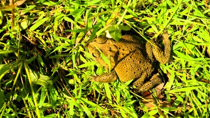 Camouflage frog on green roots, adaptation of animals to the environment