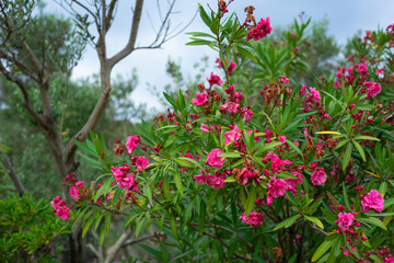 Oleander (zlolepina, lat. Nerium), a monotypic genus of evergreen shrubs from the evergreen family (Apocynaceae)