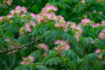 梅雨のど真ん中