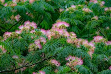 梅雨のど真ん中