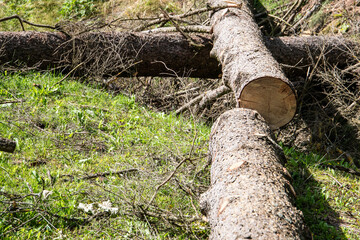 Sawed trunk  of tree on the ground, wood in cross section